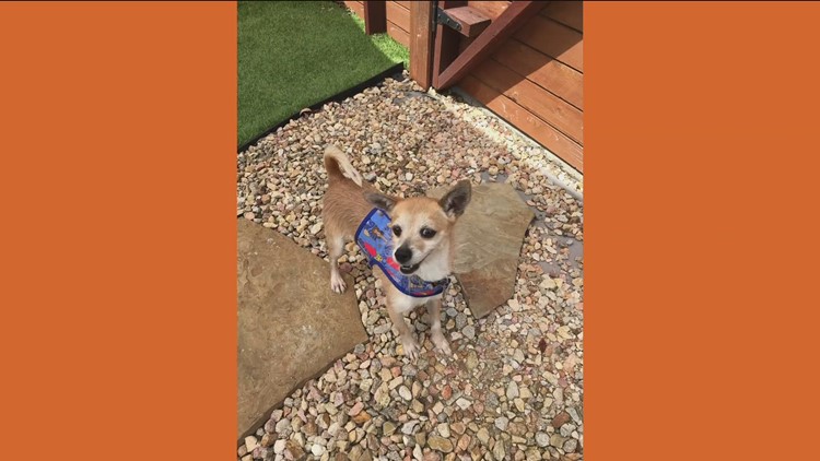 Scrappy from Chihuahua Rescue of San Diego County needs a home!