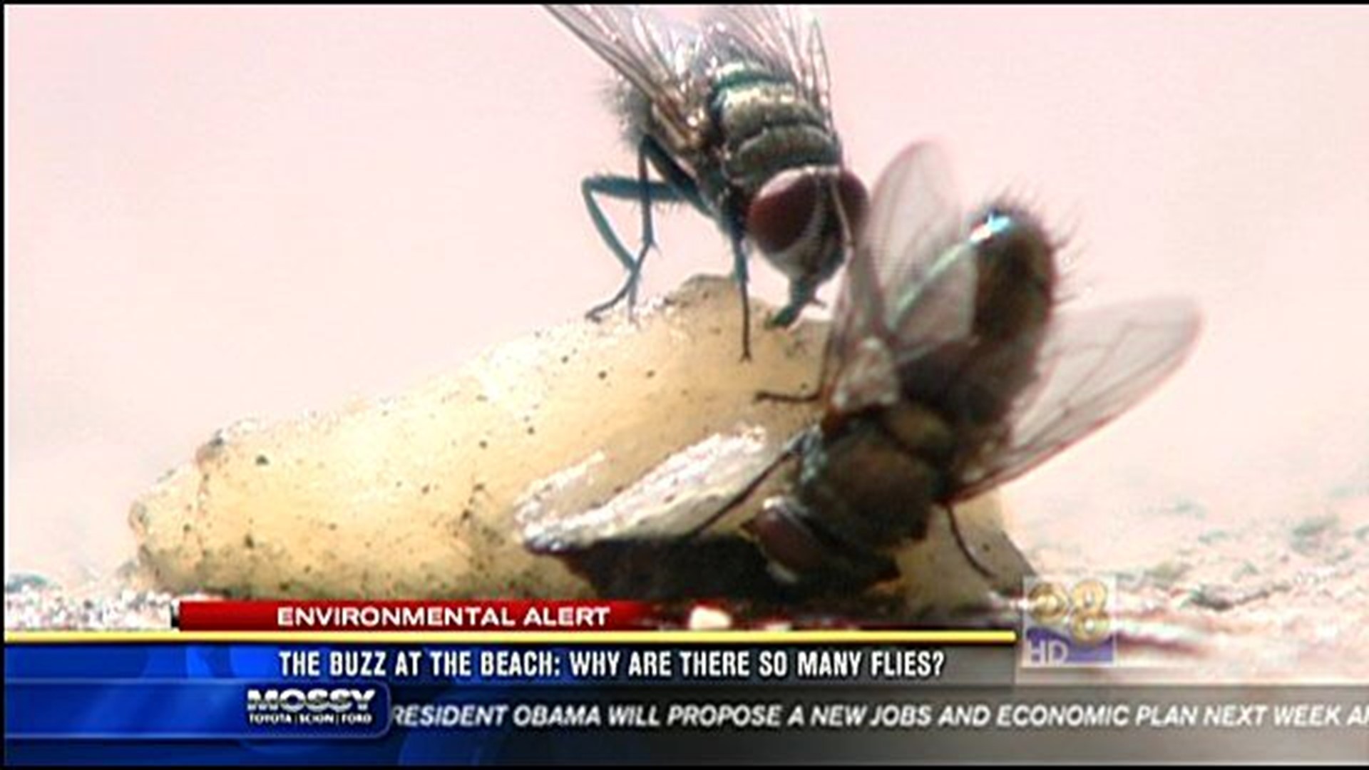 The buzz at the beach Why are there so many flies?