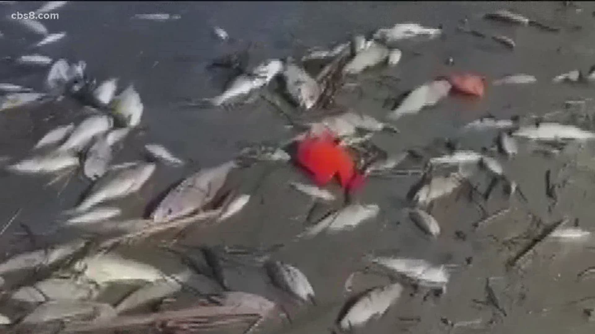 As the red tide filled Batiquitos Lagoon it used up all the oxygen in the water and residents noticed that the fish were no longer swimming in the water.