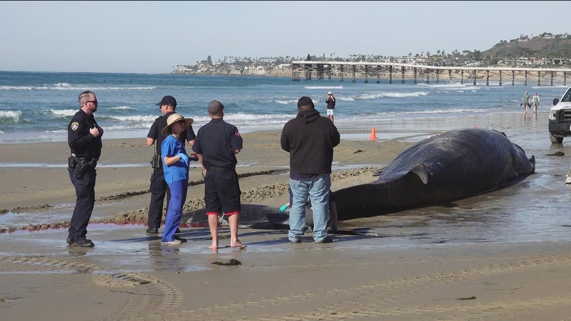 Dead 52 Ft Fin Whale Washes Up In Pacific Beach