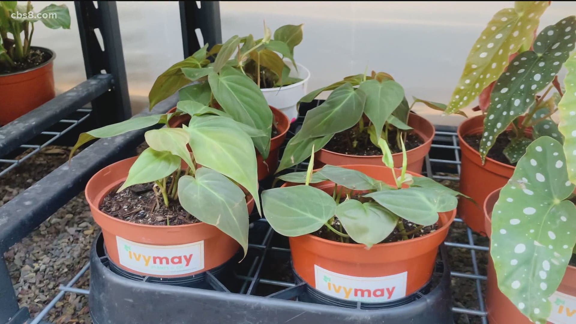 Ivy May and Company delivers house plants all around San Diego to people who are staying home as a way to boost mental health.