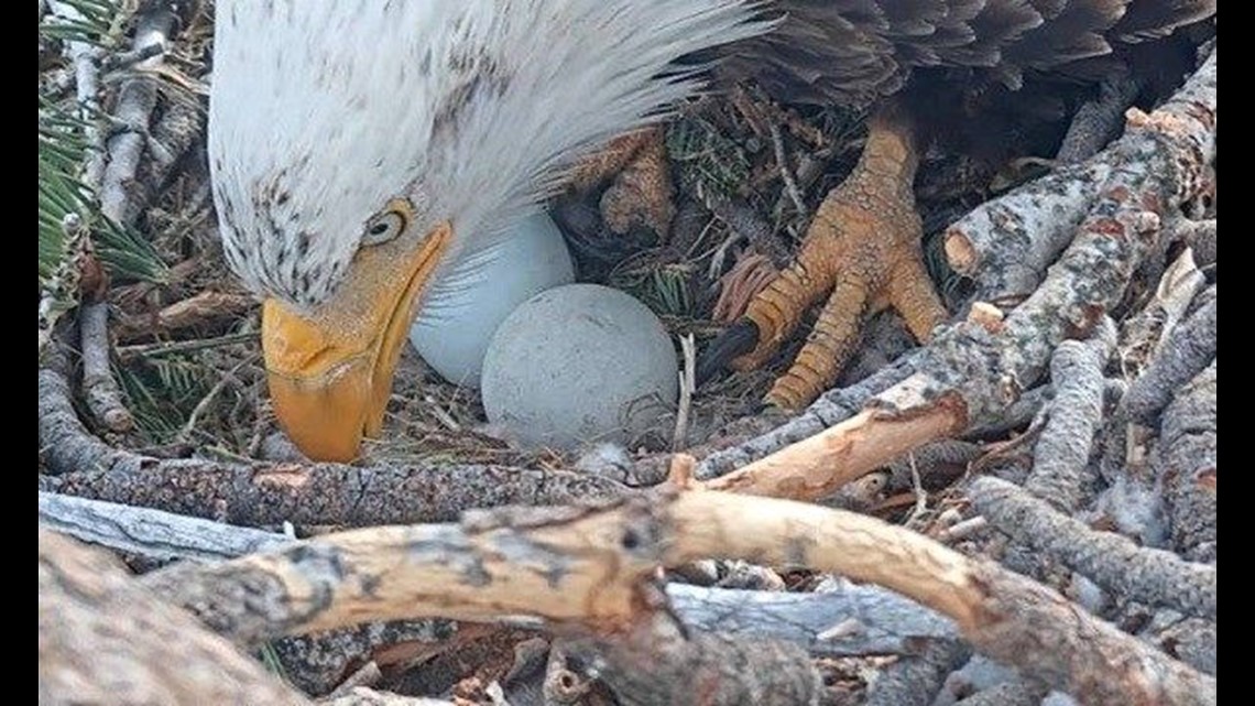 Watch: Bald eagle lays second egg at Big Bear nest in Southern