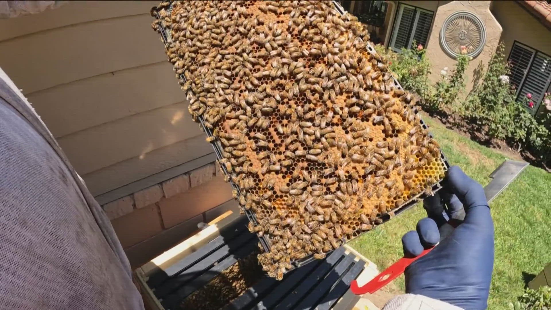 Local beekeepers rave about the environmental benefits and the personal joy in growing the bee population from home.