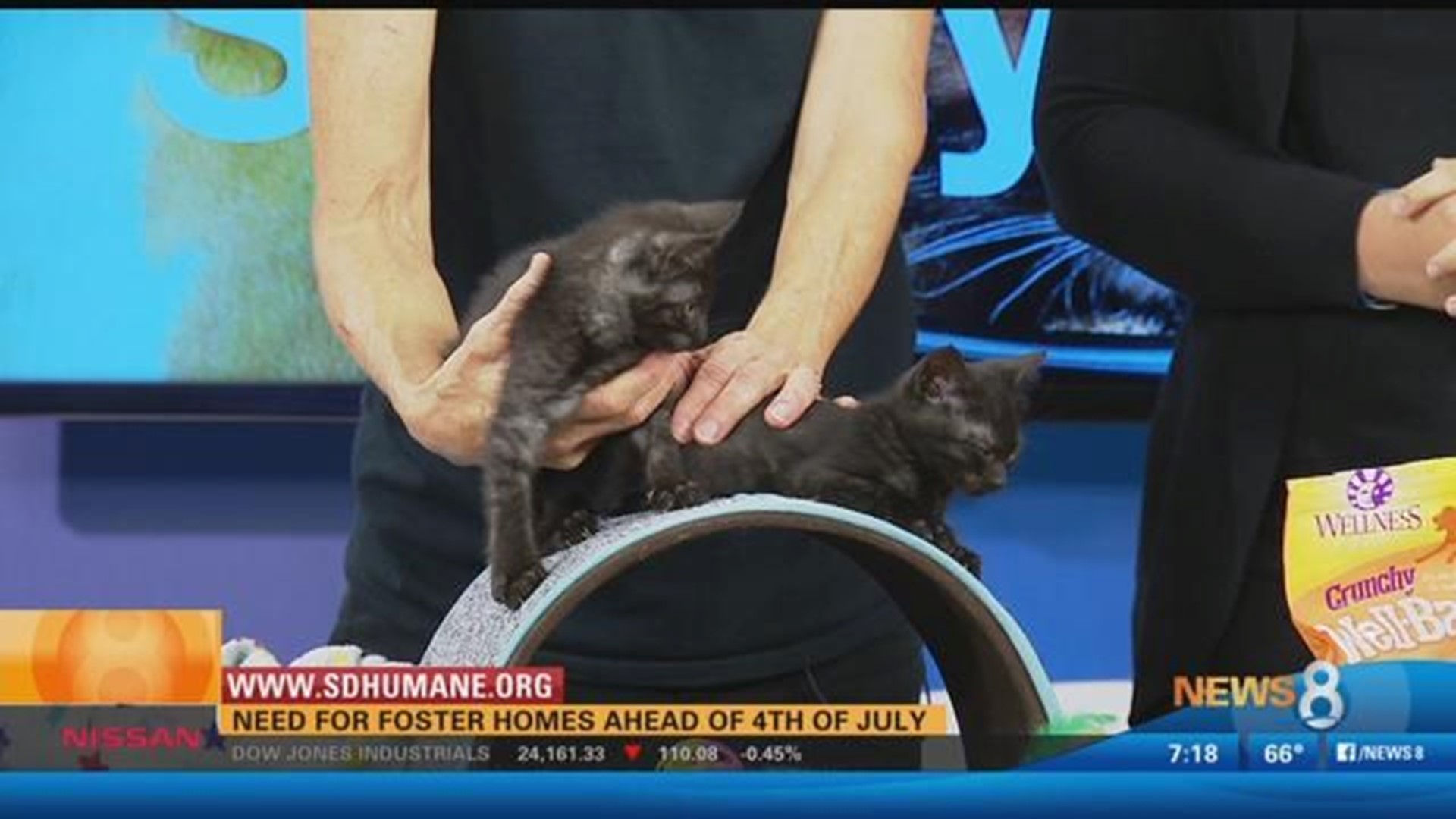 San Diego Humane Society Stresses Need For Foster Homes Ahead Of 4th Of July Cbs8 Com