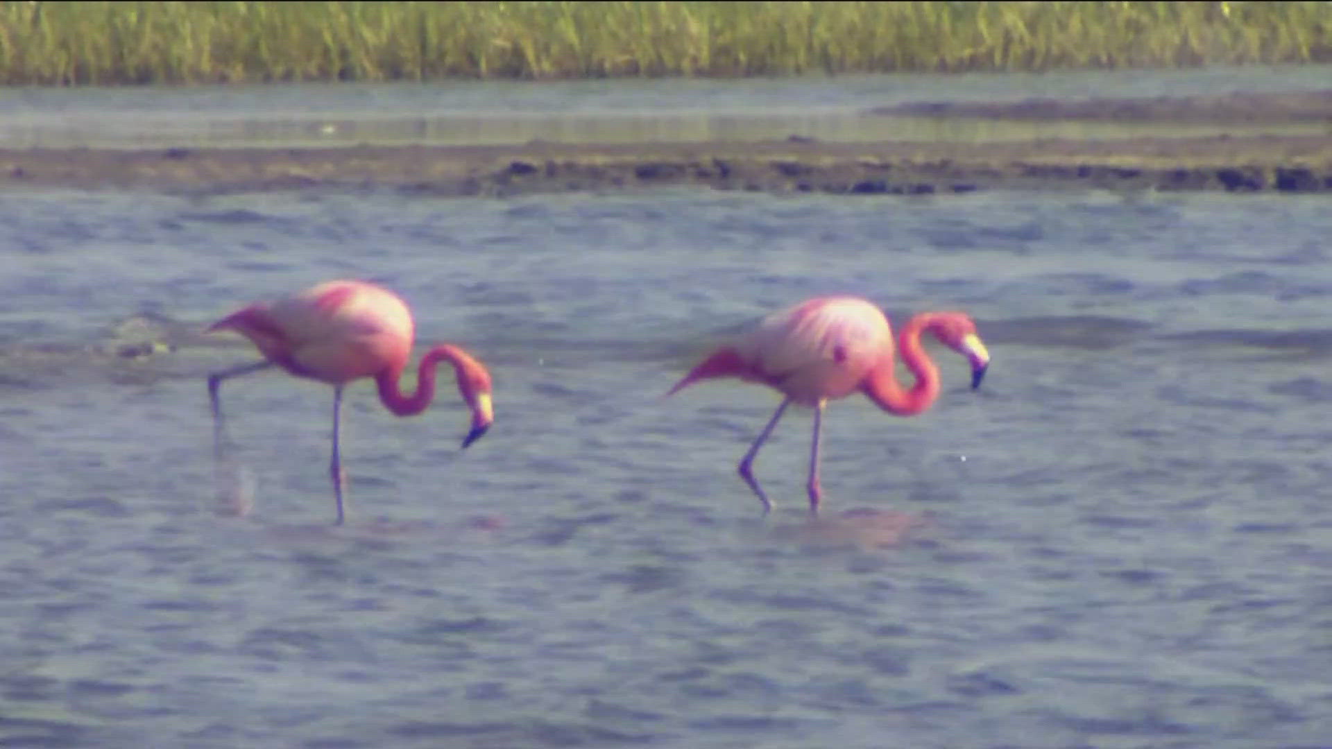 The two regulars are Floyd and Flo. They have been consistently spotted near the Silver Stand for at least six years. Where they came from remains a mystery.