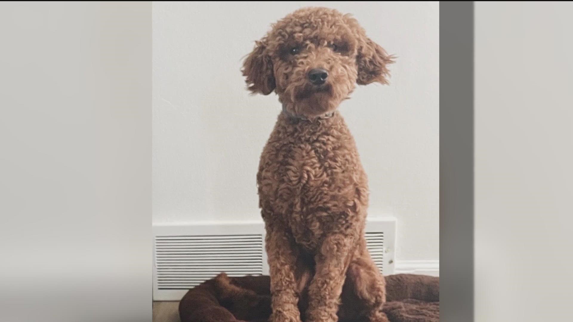 A family from Utah is desperate to find their Goldendoodle puppy after it was stolen from their campsite while visiting San Diego.