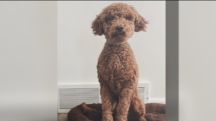 Utah family’s Goldendoodle puppy stolen at Campland on the Bay
