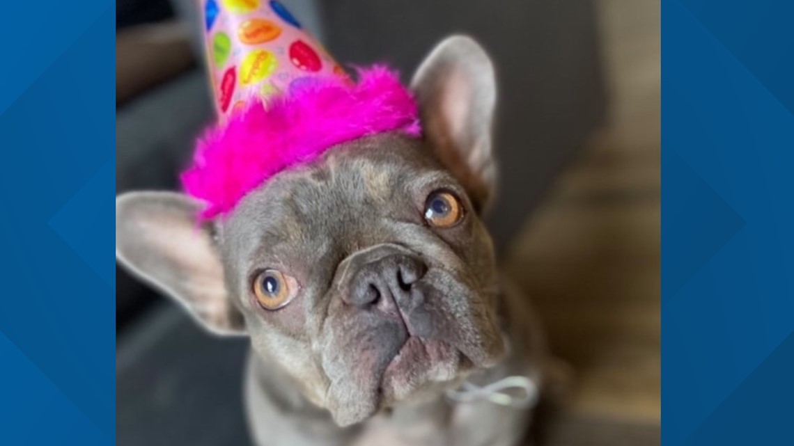 Rare French Bulldog stolen during home robbery - Vimarsana News