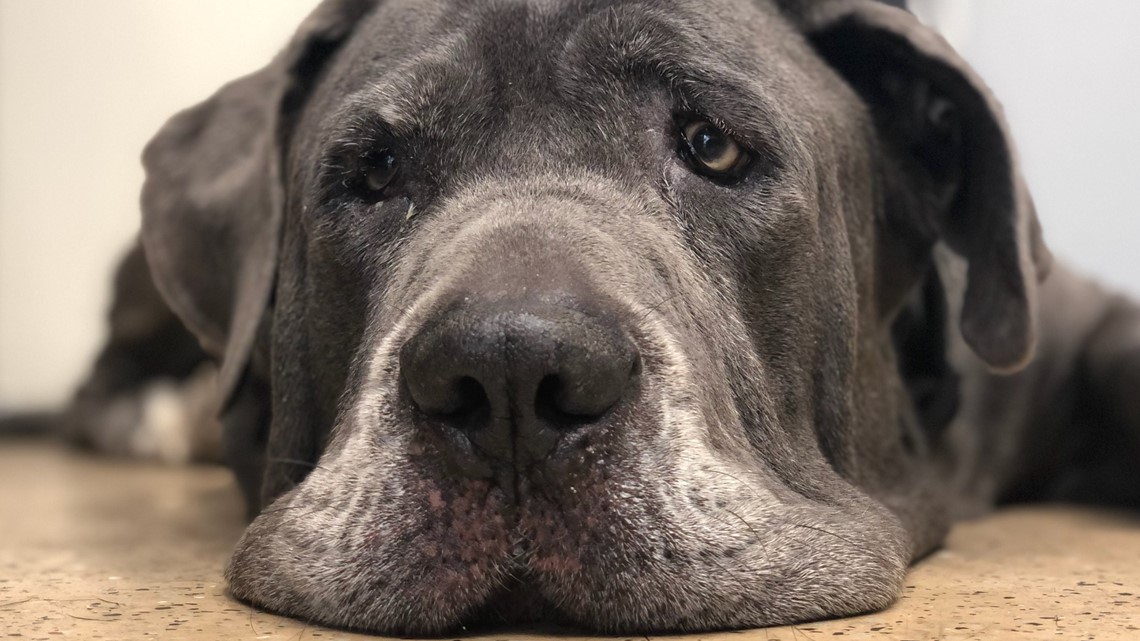 Meet The Dog That S Been At The Animal Shelter The Longest Charlie The Couch Potato Cbs8 Com