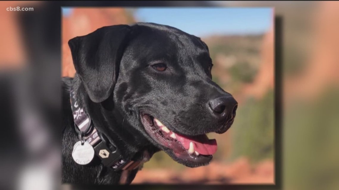 RE: KB bringing her dog on the plane…how is this possible 🤦🏻‍♀️ VF and  her black lab on a flight : r/thebachelor