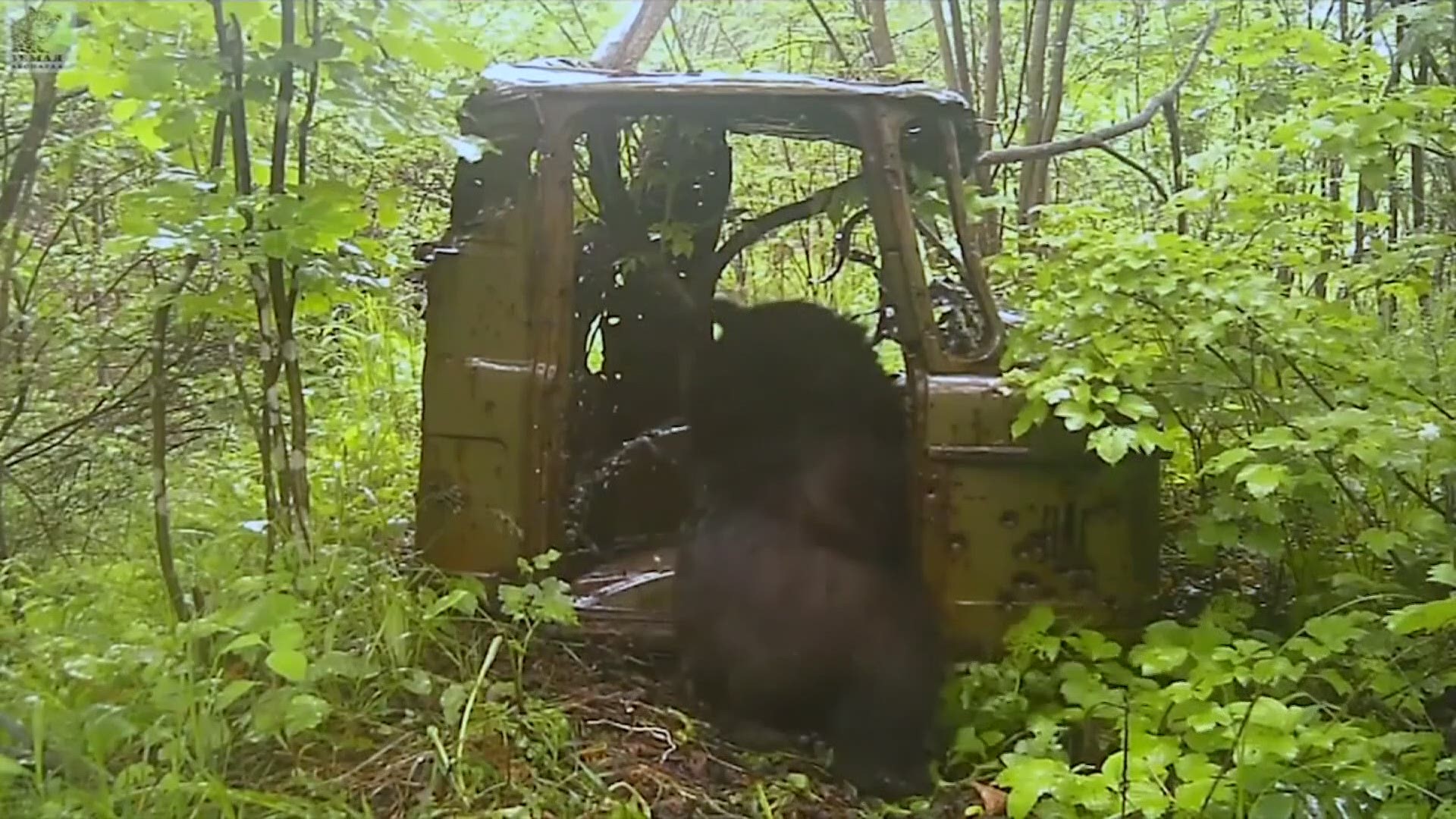 Bear gets behind the wheel of abandoned van in Russian National Park