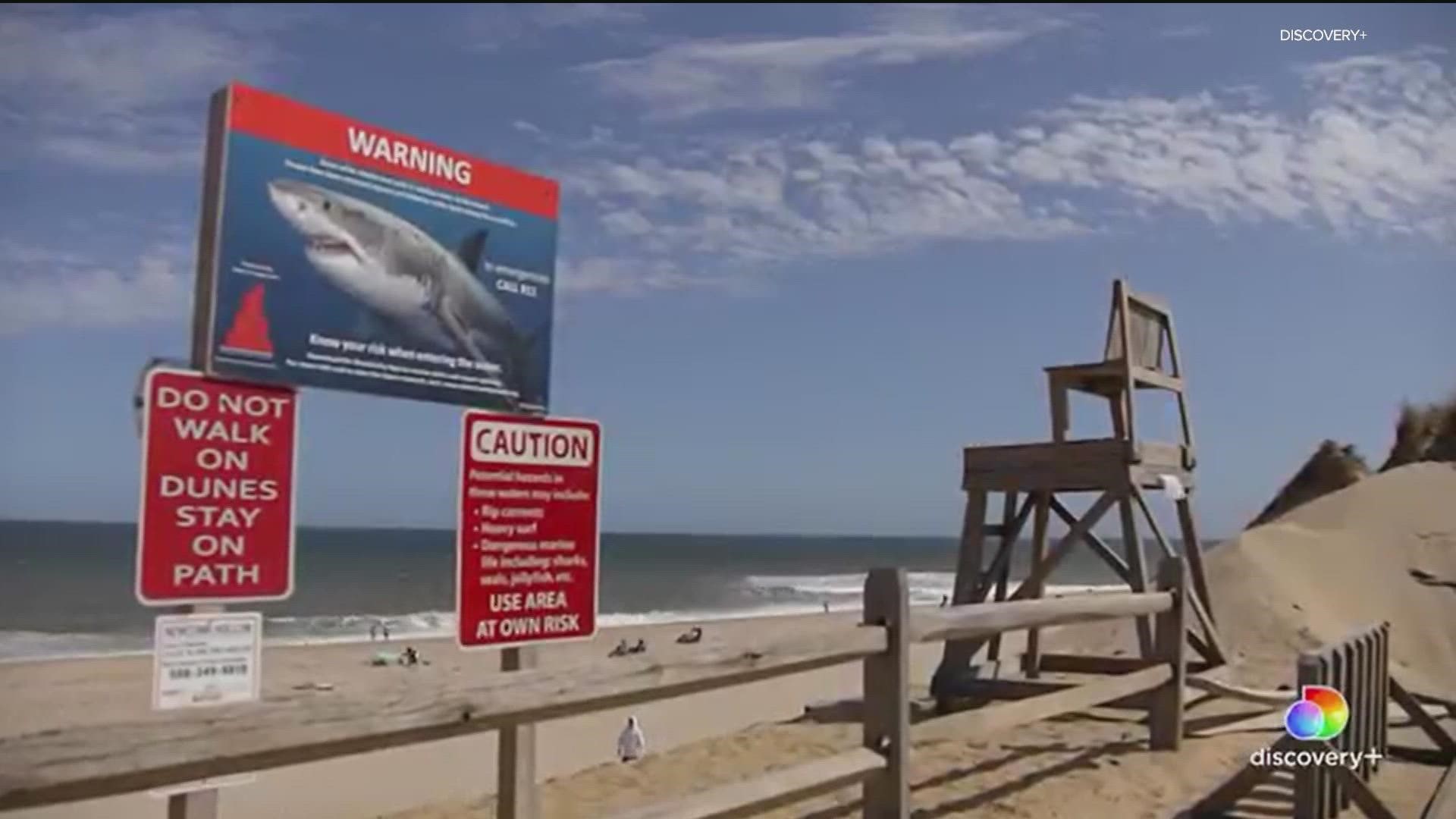 San Diegan co-produces Shark Week documentary on Discovery Plus