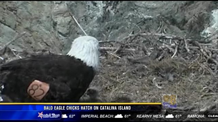 Bald eagle chicks hatch on Catalina Island | cbs8.com