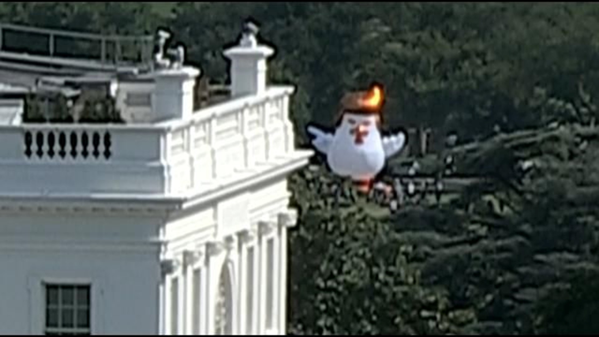 Giant Inflatable Chicken With Trump Like Hair Appears Near White House