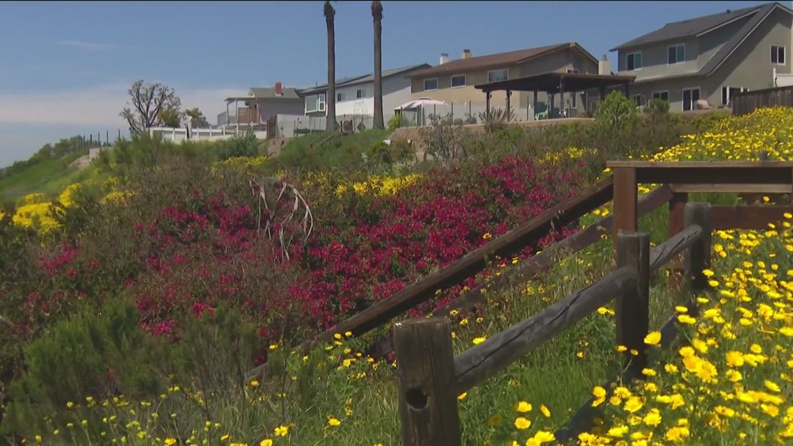 Wildflowers blooming everywhere across San Diego - Vimarsana News