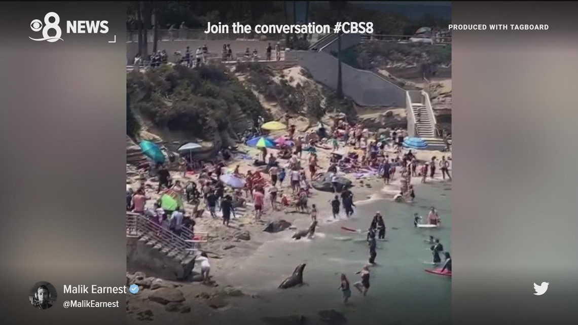 WATCH: Lifeguards Ask Girl to Leave La Jolla Cove Sea Lions Alone – NBC 7 San  Diego