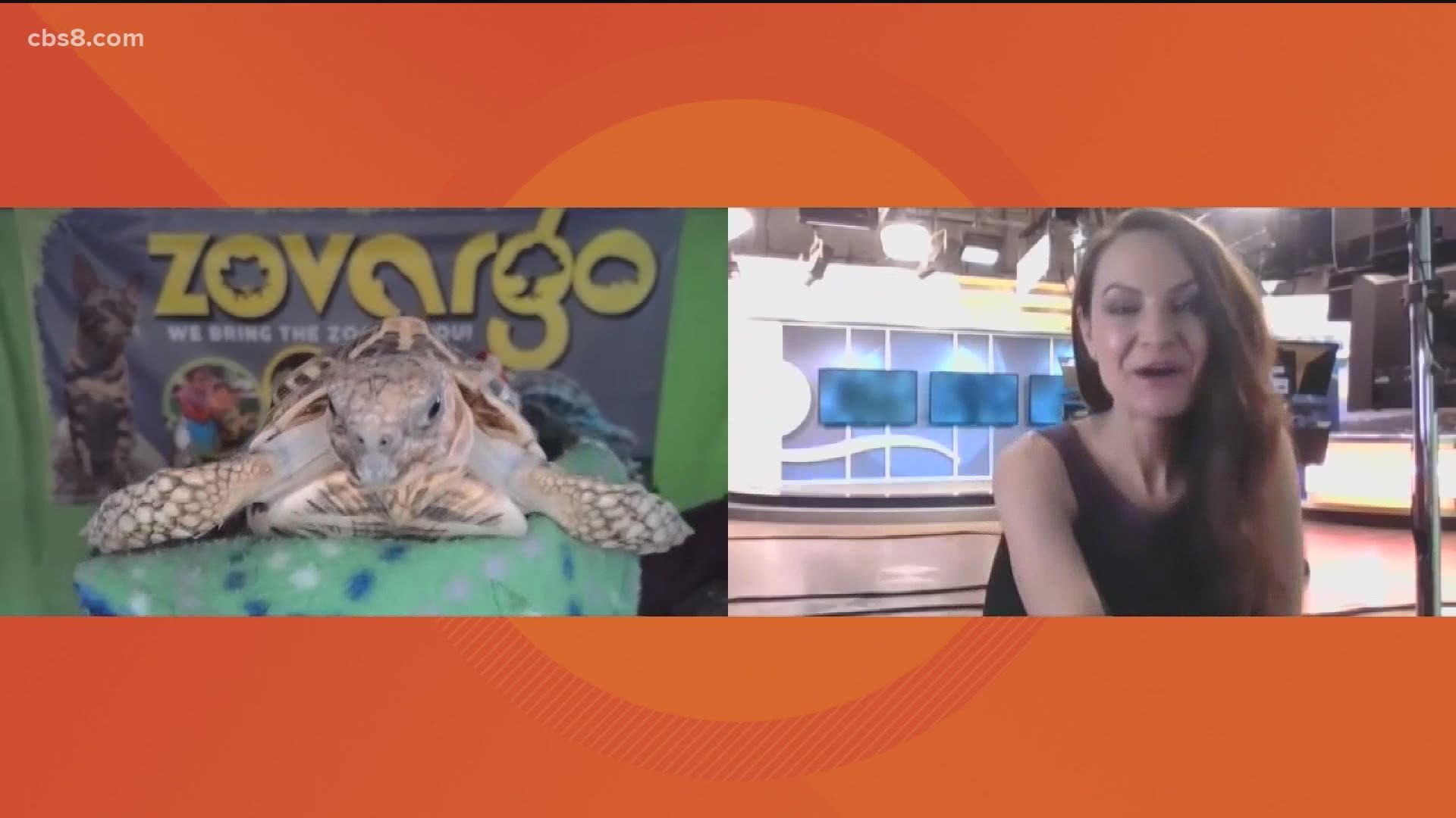 Founder of Zovargo, Amanda Plante joined Morning Extra to talk about the zoom options they have and she even showed off some animals!