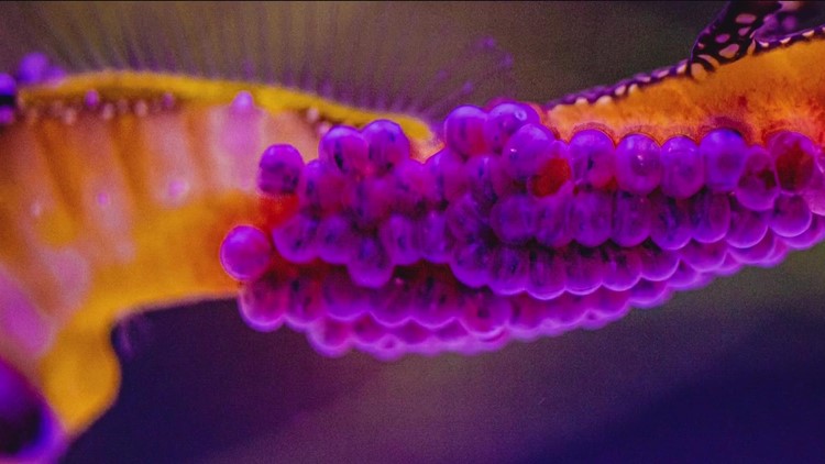 'She picked a really nice guy' | Male Weedy Seadragon at Birch Aquarium carrying around 70 eggs