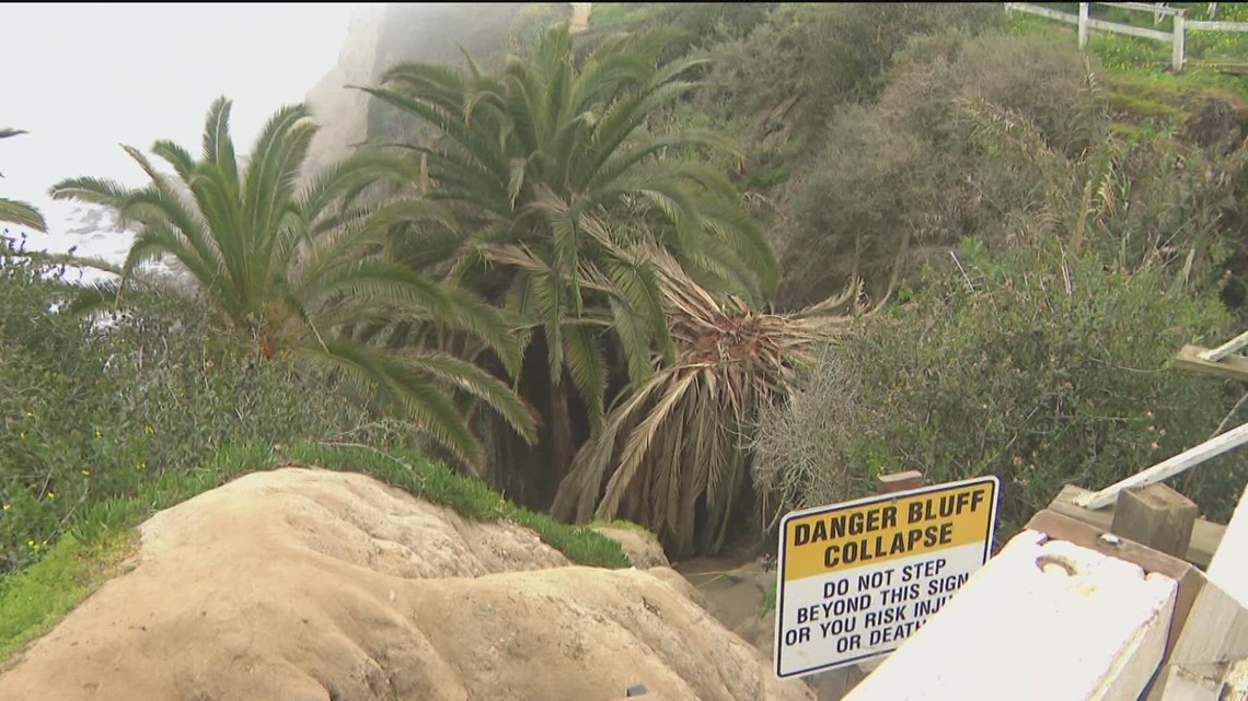 Weevils could jeopardize La Jolla's 'secret swing' - Vimarsana News