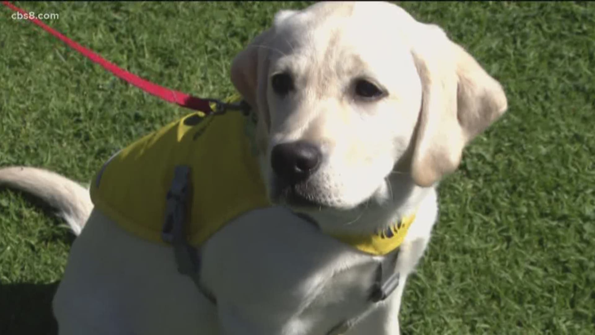 Coronado family trains puppies to be guide dogs for blind