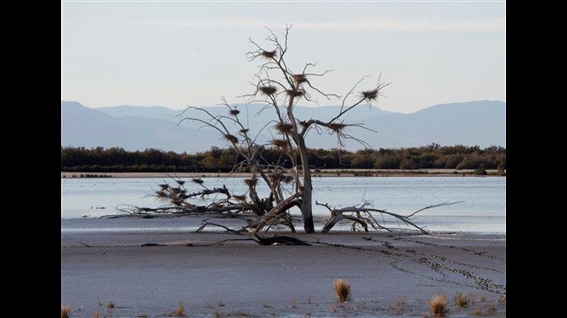 Salton Sea eyed as culprit of big stink in Calif.
