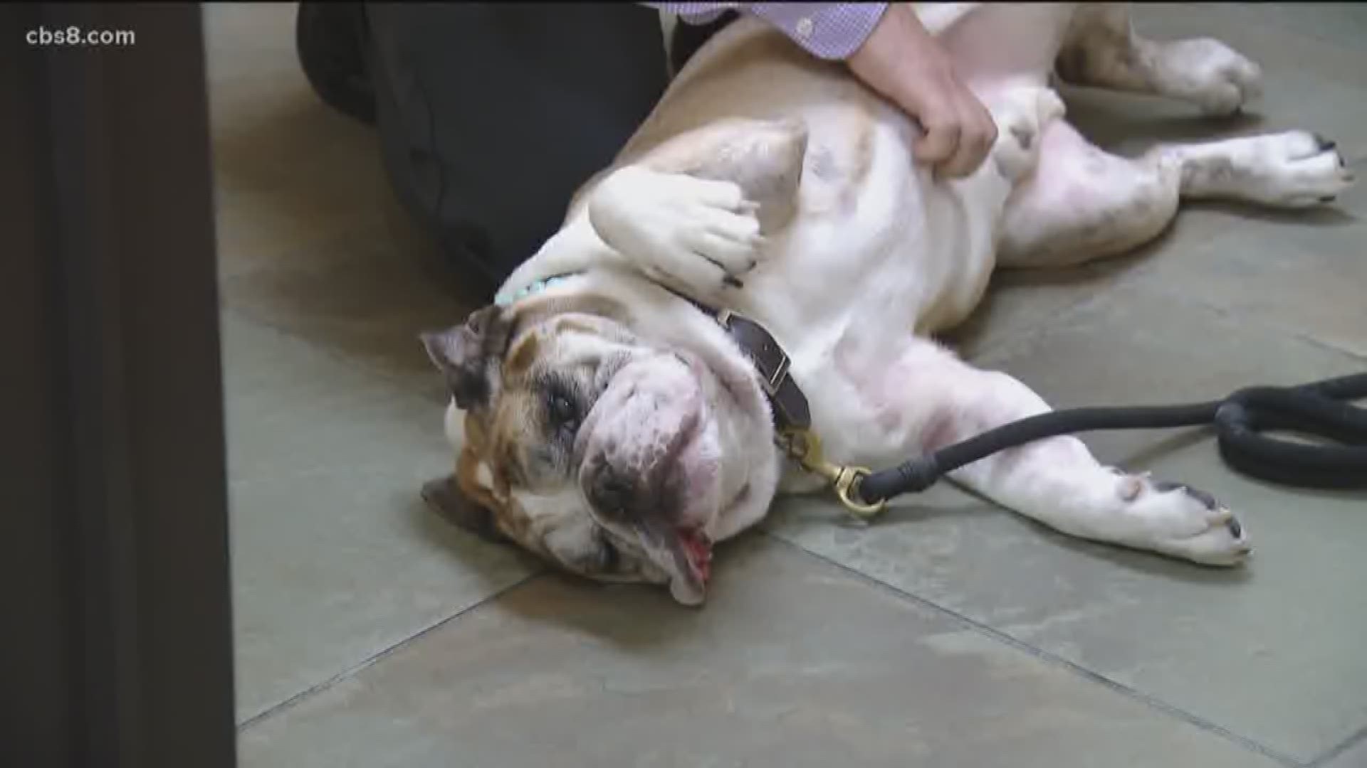 srs radiation for dogs