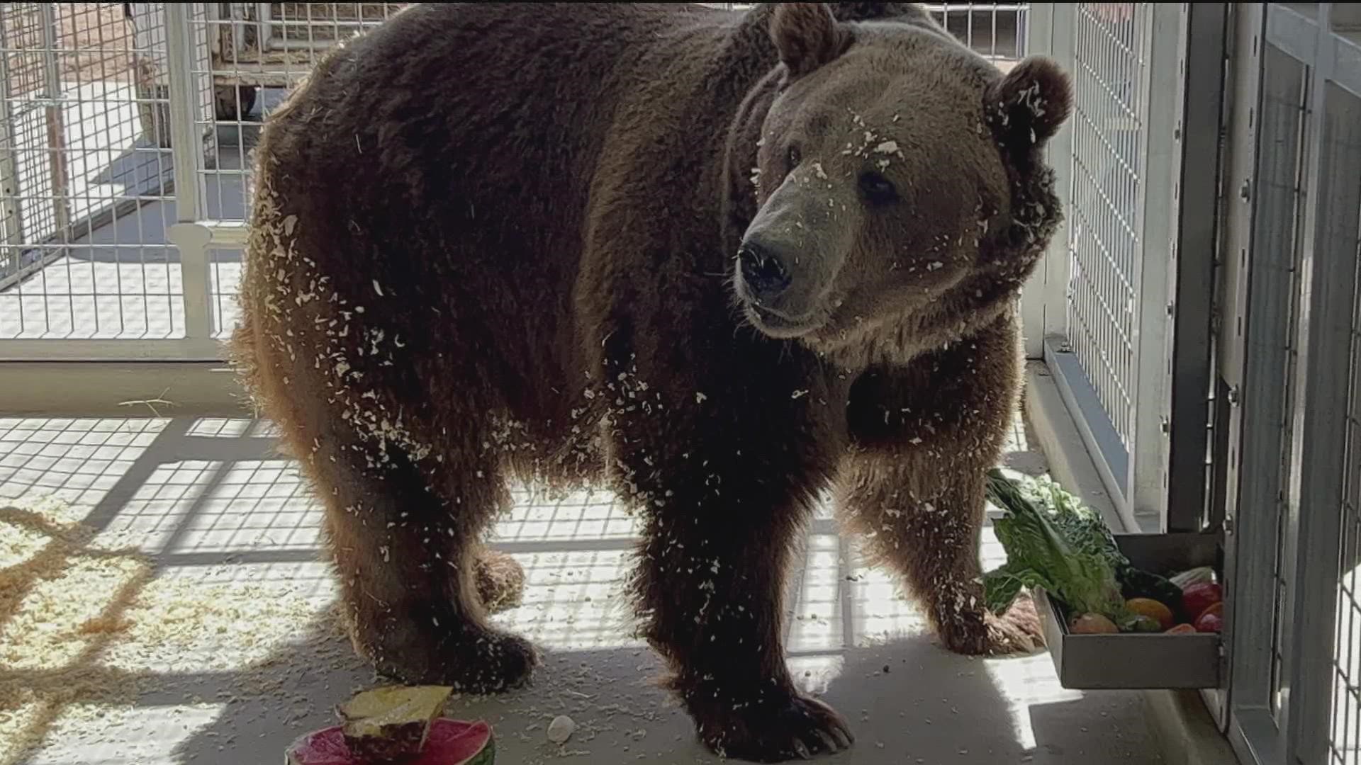 Animal sanctuary in Alpine welcomes 700-pound grizzly, Rocky 