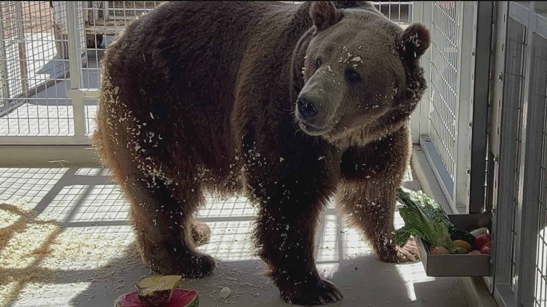 American Black Bear (U.S. National Park Service)