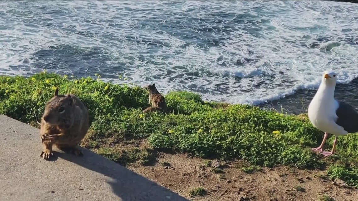 Squirrel away: San Diego lays bait stations to help control squirrels at La  Jolla Cove, prompting concern - La Jolla Light