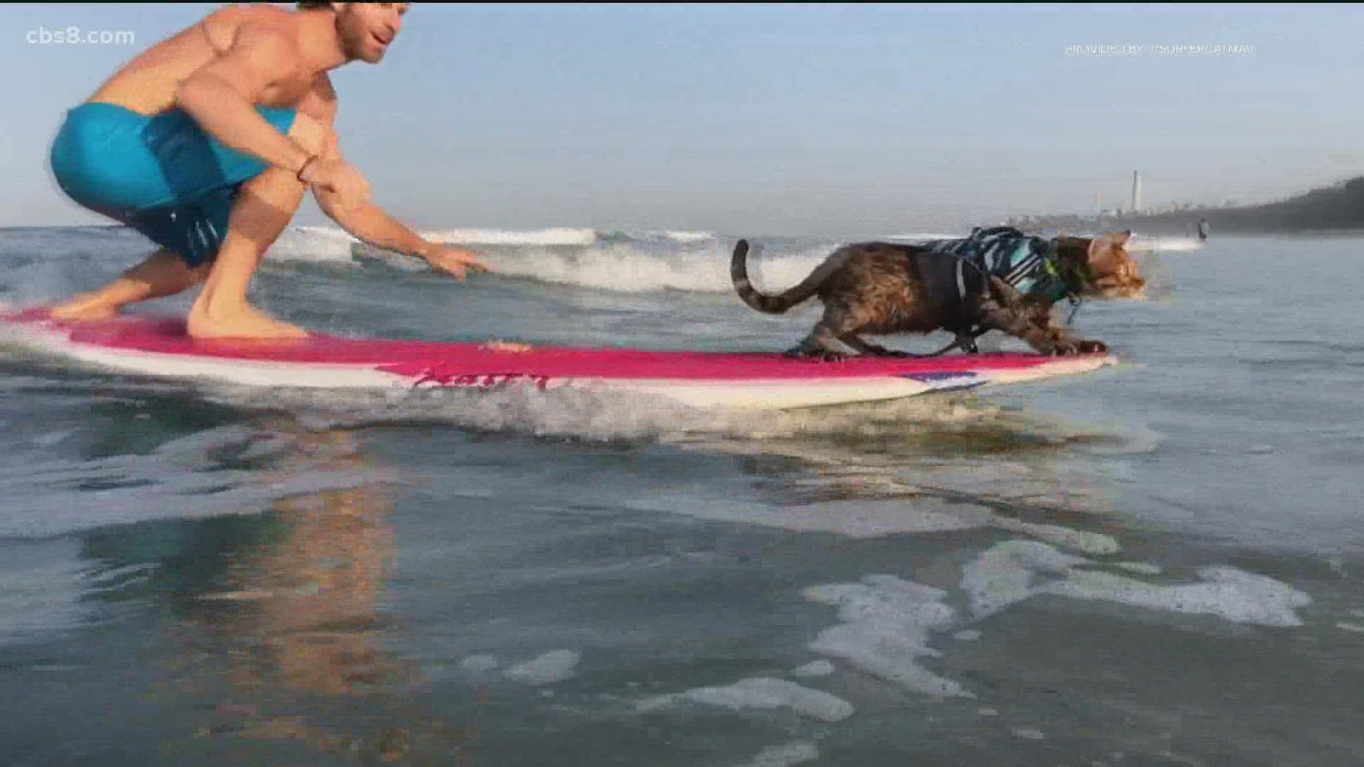 Maverick the cat loves the water. His owners started taking him on a stand-up paddle board, eventually he graduated to catching waves.