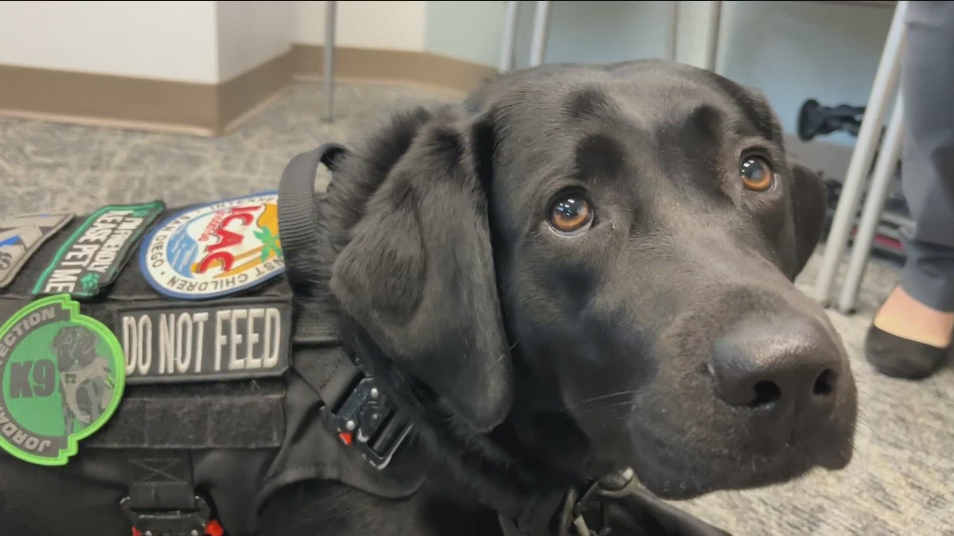 Pd Lab Examples San Diego police introduce Phoebe, the K9 who sniffs out child ...