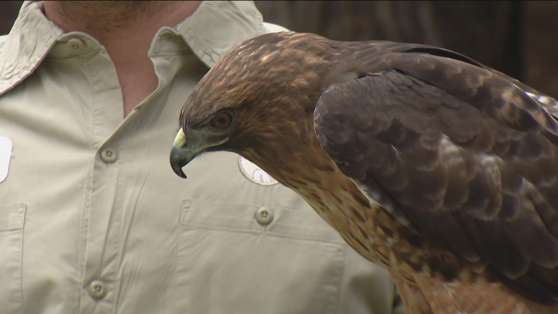 The San Diego Zoo takes us behind the scenes to learn about raptors.