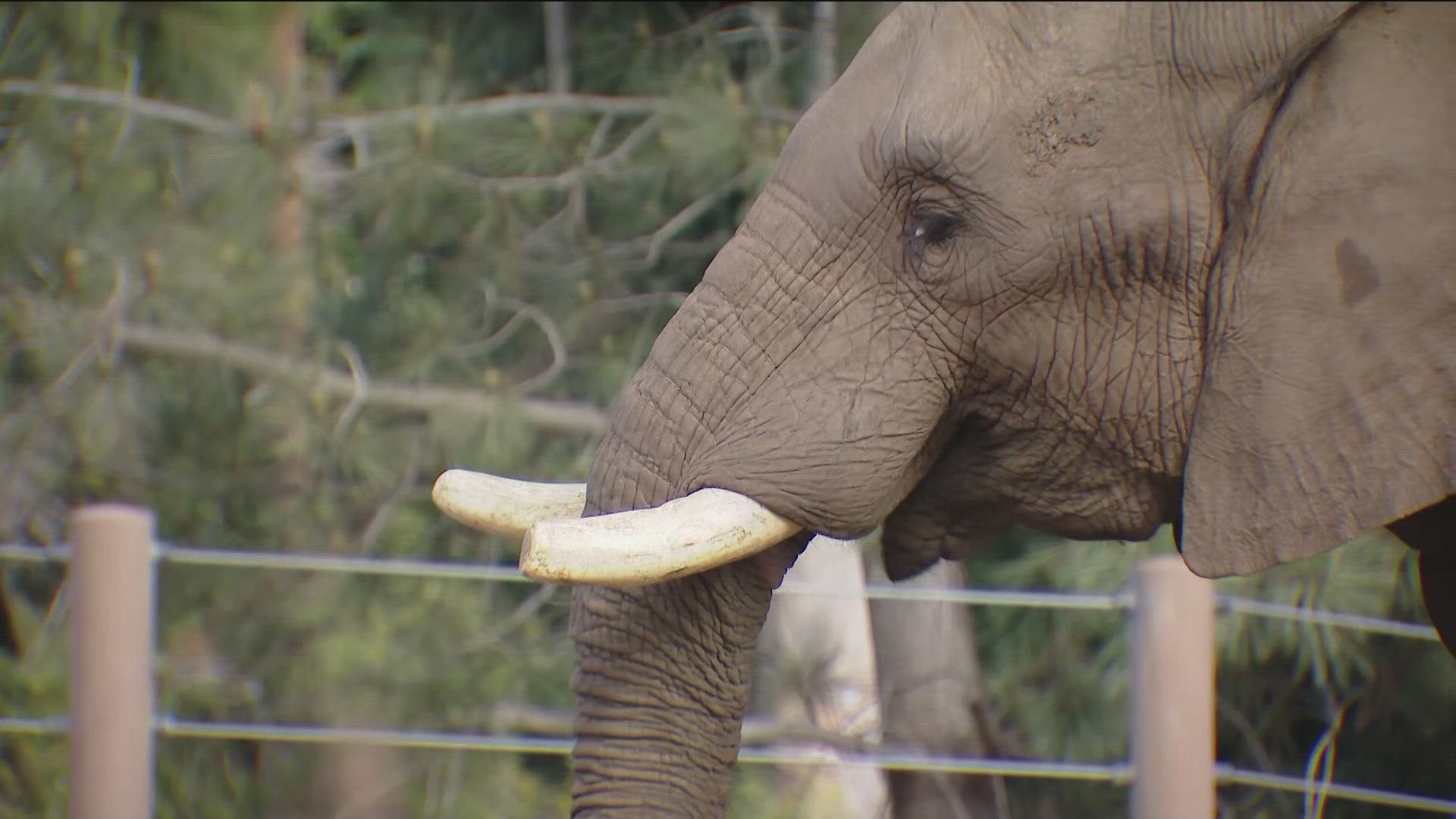 Expert says young male elephant Zuli displayed some surprising behavior during Monday's earthquake. 