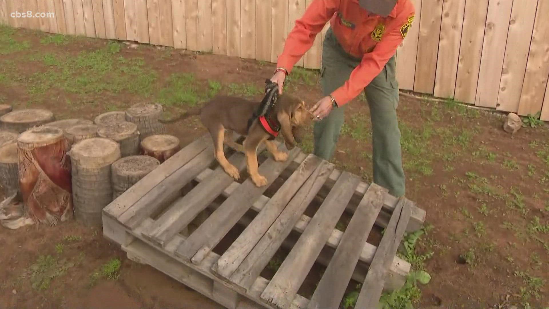 Meet Albert, SD Sheriff's first bloodhound, a breed renowned for its tenacity in finding missing people. He will undergo 9 months of training before being certified.