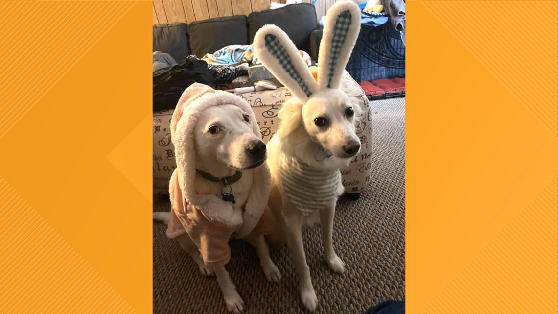 Best Lockdown Pet A virtual dog show