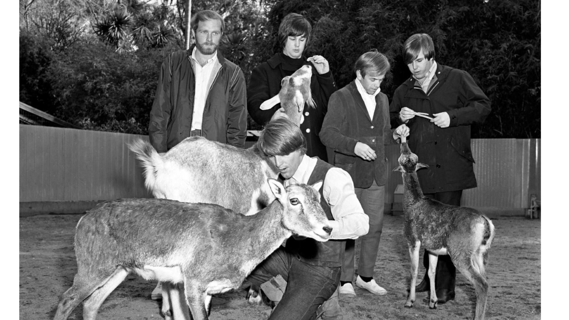 Did the Beach Boys get banned from the zoo after 1966 'Pet Sounds' cover shoot?