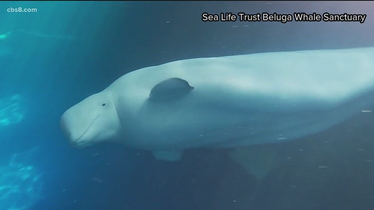 BELUGA'S life story 