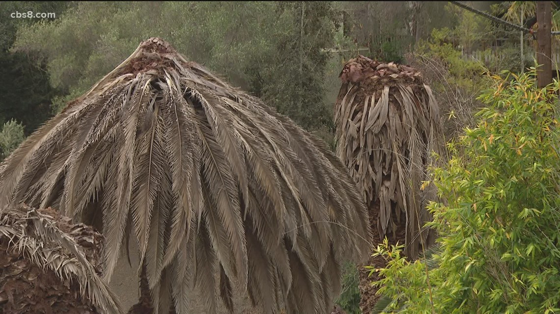 Why palm trees are dying in San Diego County