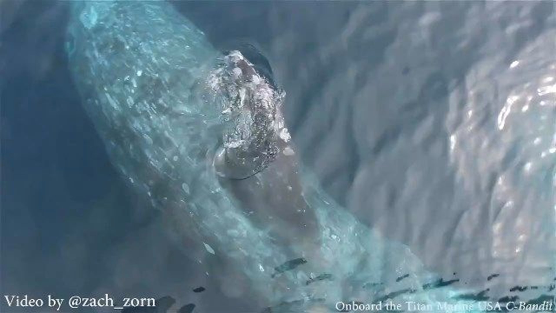 Incredible Whale Encounters Caught On Camera