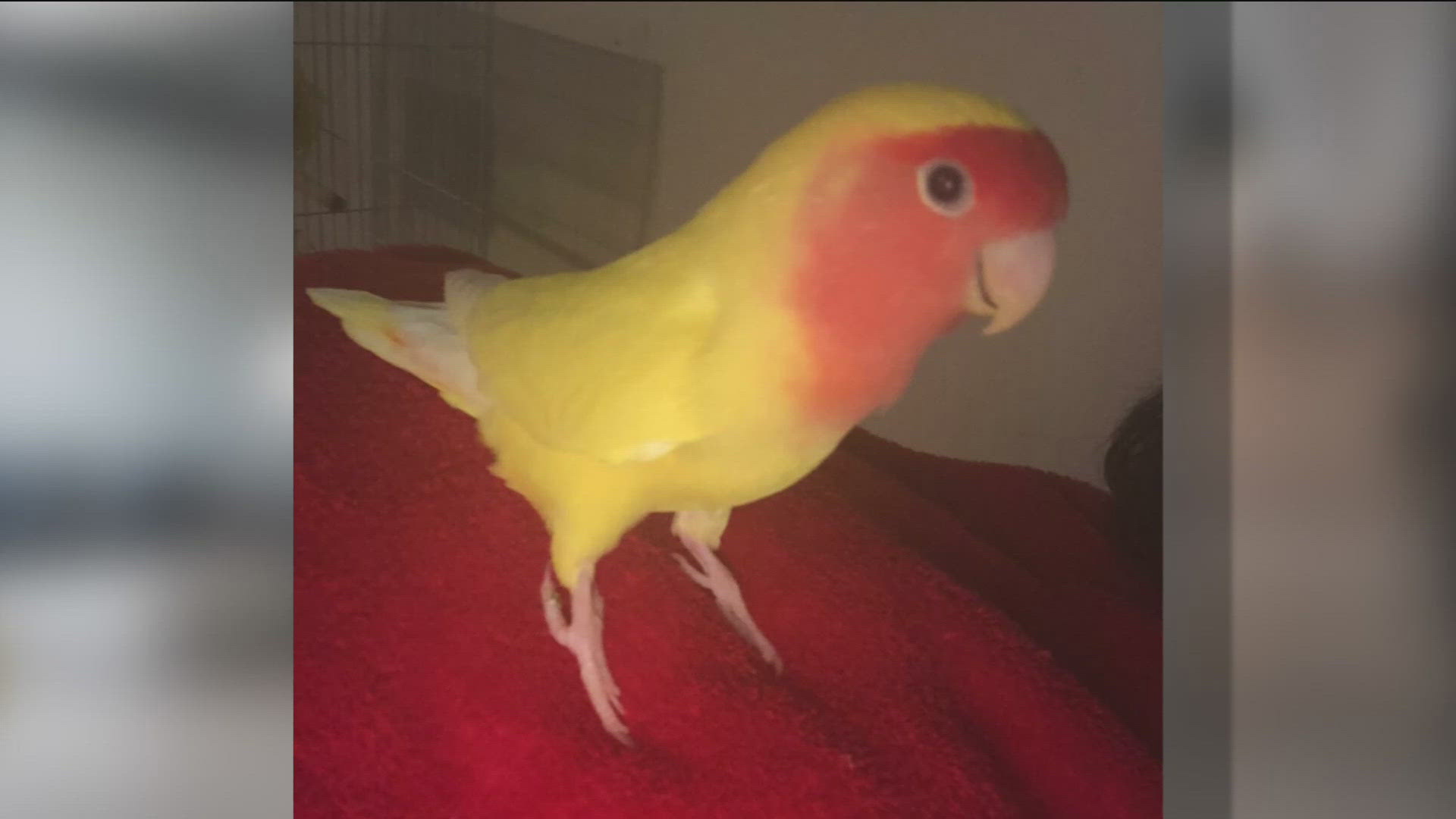 More customers are coming forward, saying they did not receive their pet's ashes after using a Los Angeles-based cremation company.