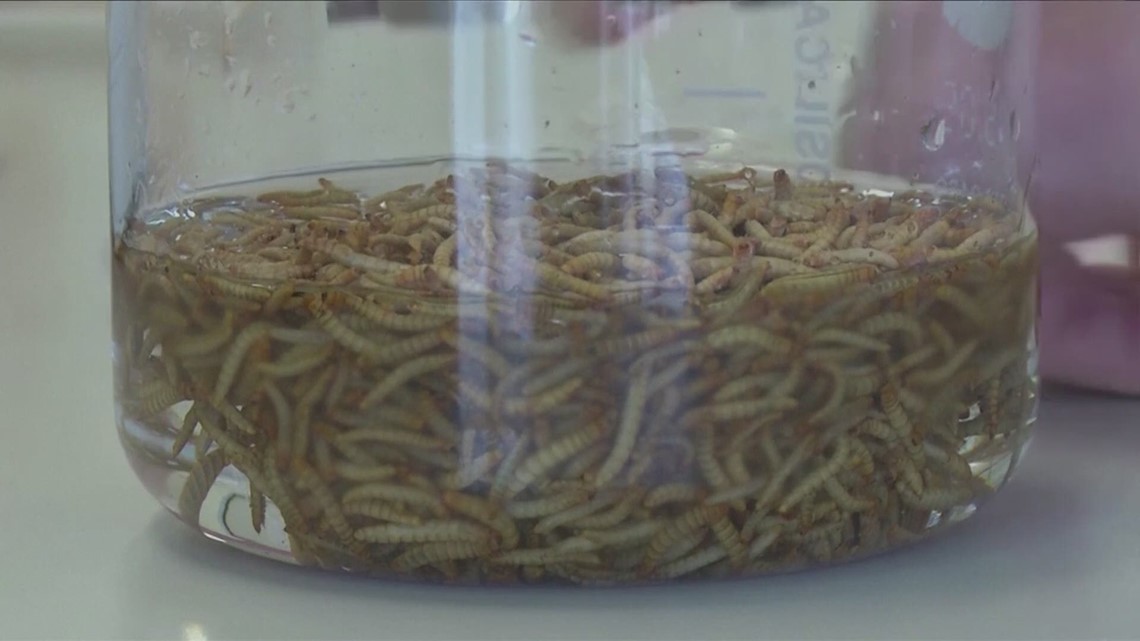 San Diego Waxworms