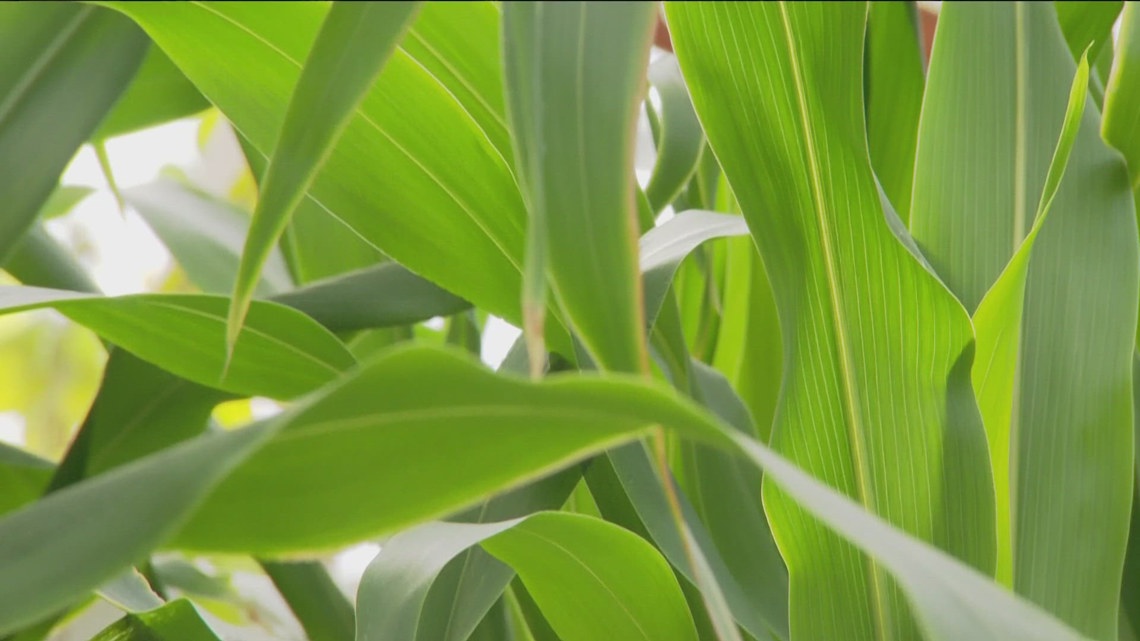 Salk Institute's new research on immune response in plants may lead to drought-resistant crops amid climate change