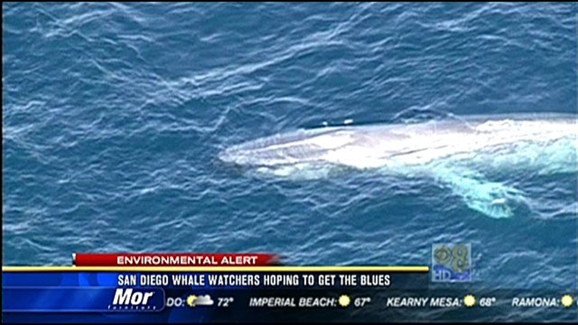 Pod Of Blue Whales Spotted Off San Diego Coast, Migrating South | Cbs8.com