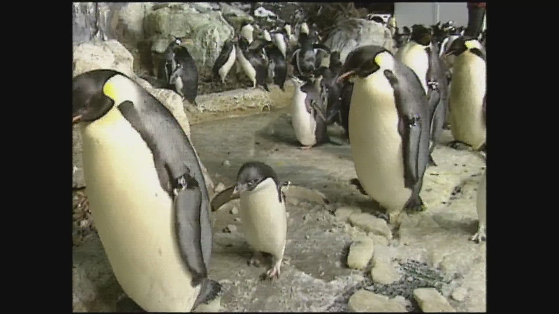 CBS 8 is celebrating 75 years and we're taking a look back at our visits to Seaworld San Diego over the decades.