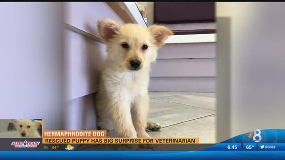 Hermaphrodite Dog Rescued puppy has big surprise for veterinarian