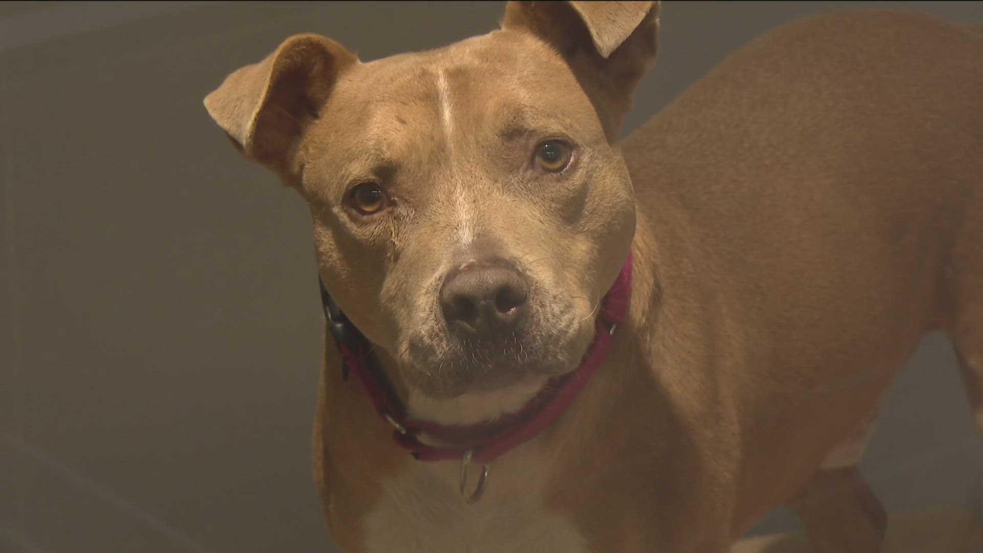 The CEO of the San Diego Humane Society said while they're not at the point of euthanasia, it has been discussed and may need to be considered.