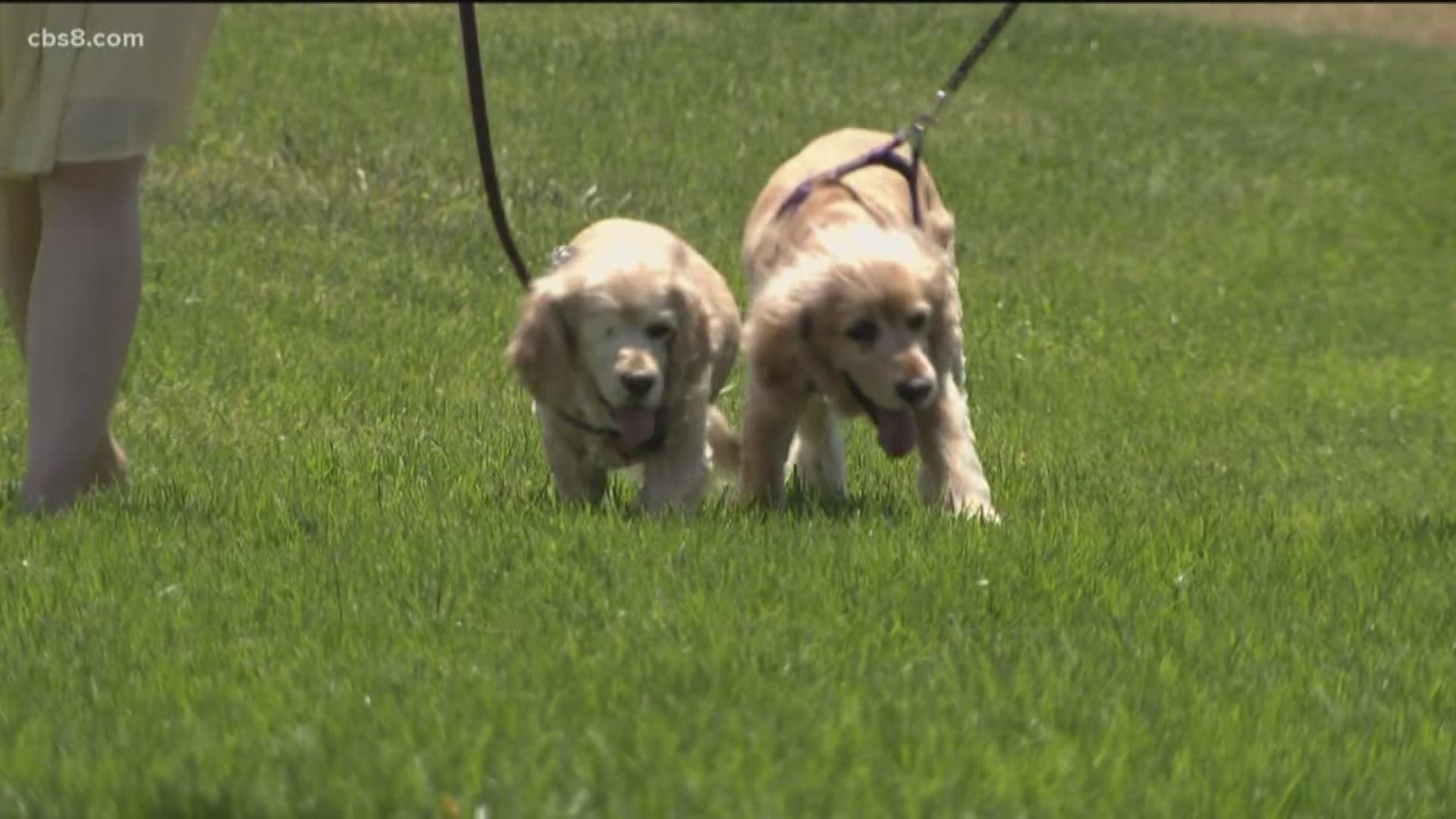 An important reminder for dog owners Monday as hot weather means hot pavements. As temperatures continue to rise, so do the changes of your dog's paw pads burning on pavement. News 8's Shawn Styles has some tips on how you can ensure your pooches are protected.