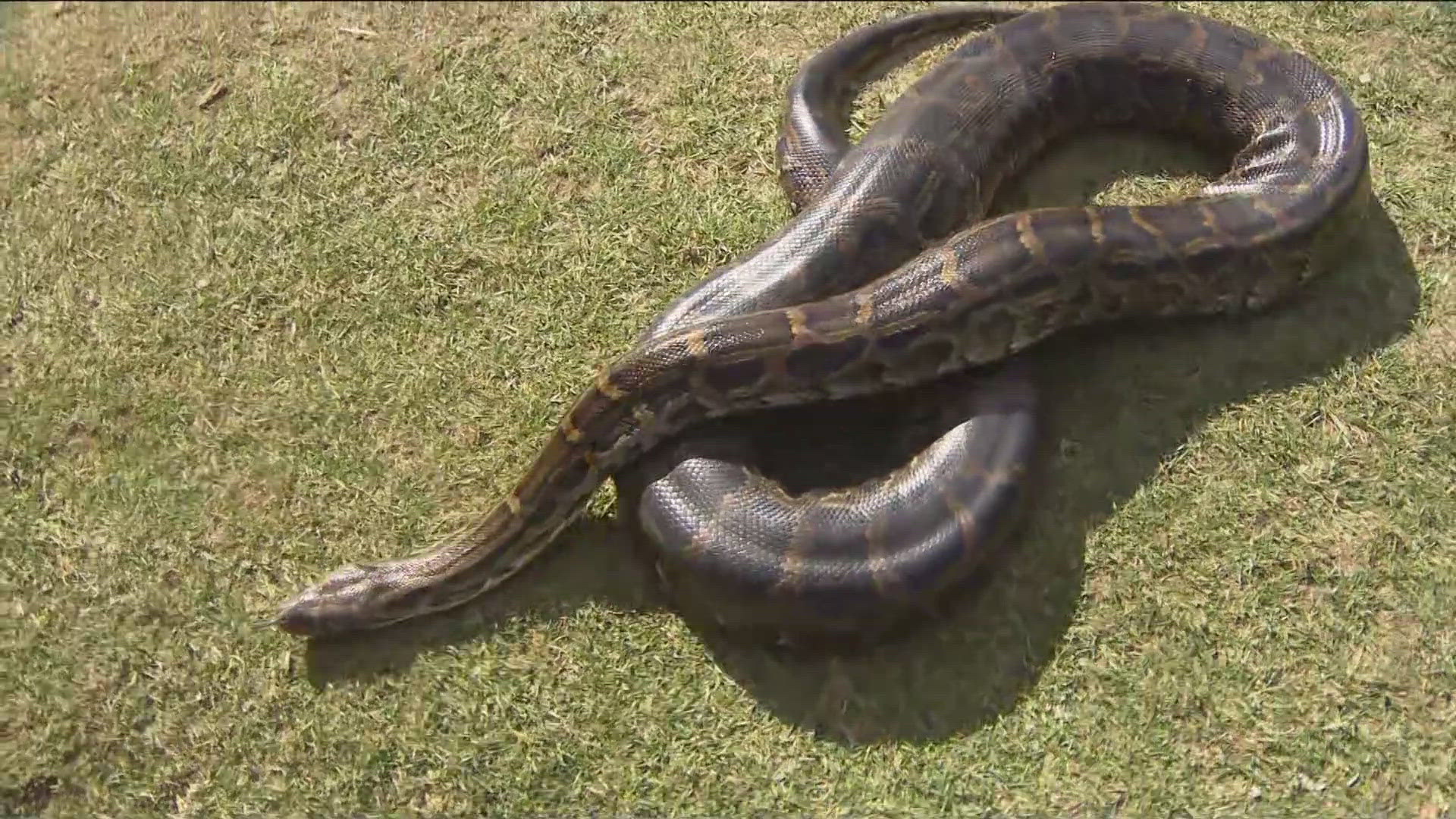 Python Jullus Zoo Day | Meet the Burmese python | cbs8.com