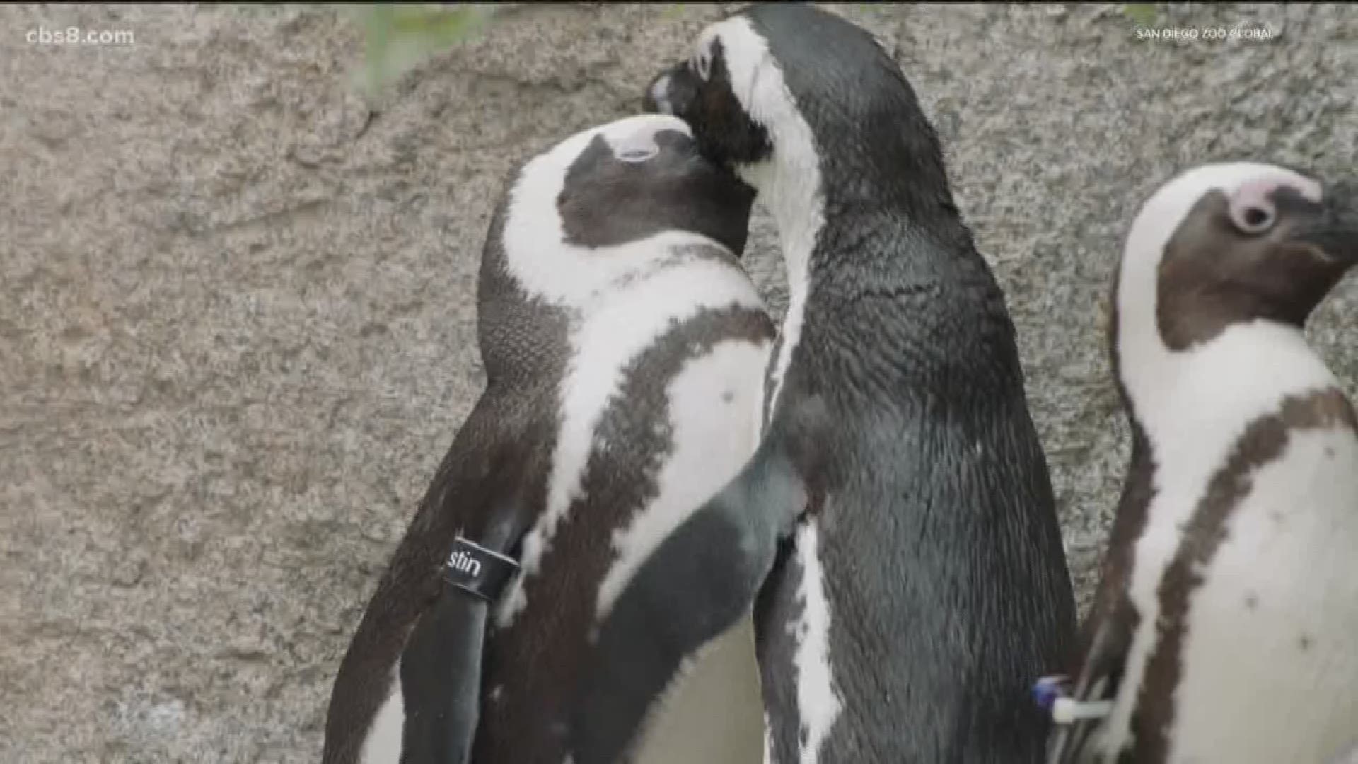 African penguins at the San Diego Zoo are getting their own reality show. That’s right – move over Kardashians!