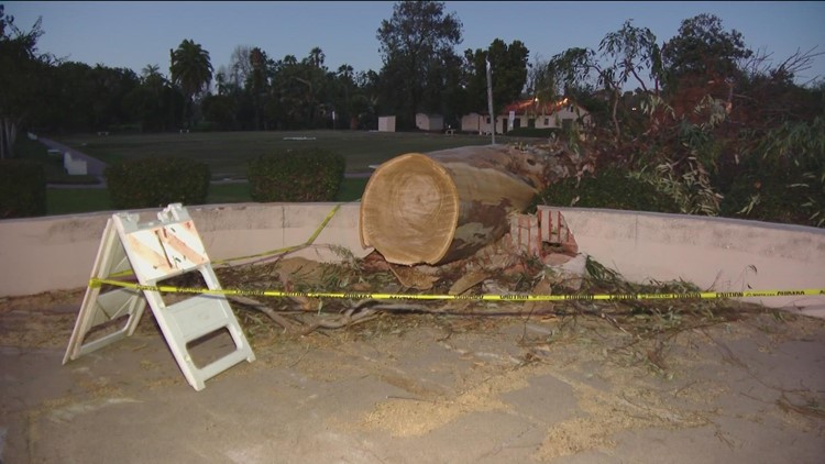 Gusty winds knock down trees; cause traffic headaches across San Diego County